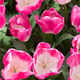 Background of colorful fresh tulips at Keukenhof garden, the Net Background of colorful fresh tulips at Keukenhof garden, the Net - PhotoDune Item for Sale