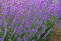 Lavender Lavender - PhotoDune Item for Sale
