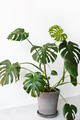 Monstera deliciosa or Swiss cheese plant in a gray concrete flower pot stands on a table Monstera deliciosa or Swiss cheese plant in a gray concrete flower pot stands on a table - PhotoDune Item for Sale