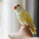 Pets in the house, cute little yellow birds. Pets in the house, cute little yellow birds. - PhotoDune Item for Sale
