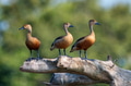 Lesser whistling-duck or Dendrocygna javanica perches on a tree Lesser whistling-duck or Dendrocygna javanica perches on a tree - PhotoDune Item for Sale