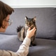 Gentle woman petting cat distracted by something on side on sofa. Curious pet hunting at home Gentle woman petting cat distracted by something on side on sofa. Curious pet hunting at home - PhotoDune Item for Sale