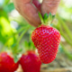Farmer Holding Large Ripe Red Asia Strawberry In Hand With More Berries On Blurred Background Farmer Holding Large Ripe Red Asia Strawberry In Hand With More Berries On Blurred Background - PhotoDune Item for Sale