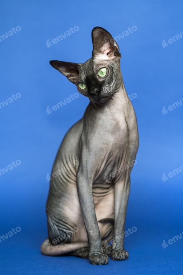 Sphinx Cat Breed Sphynx Cat Grooming Types Of Hairless Cats And