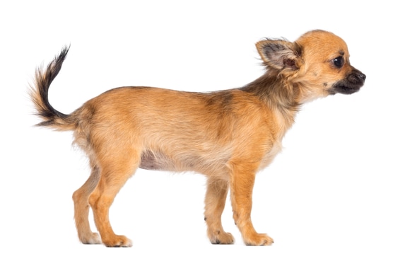 Side view of Chihuahua puppy, months old, against white
