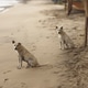Two Friendly Dogs Sitting On Sandy Beach By The Ocean Two Friendly Dogs Sitting On Sandy Beach By The Ocean - PhotoDune Item for Sale