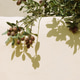 Olives stylish background on the wall with summer shadow. Nature bio aesthetic minimalist wallpapers Olives stylish background on the wall with summer shadow. Nature bio aesthetic minimalist wallpapers - PhotoDune Item for Sale