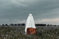 Ghost in glasses with suitcase on corn field in autumn Ghost in glasses with suitcase on corn field in autumn - PhotoDune Item for Sale