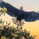 Juvenile Bald Eagle Taking Flight Against Golden Sky Juvenile Bald Eagle Taking Flight Against Golden Sky - PhotoDune Item for Sale