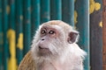 Macaque monkey in the batu caves of malaysia Macaque monkey in the batu caves of malaysia - PhotoDune Item for Sale