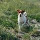 A small, playful Jack Russell Terrier stands on green grass. A small, playful Jack Russell Terrier stands on green grass. - PhotoDune Item for Sale