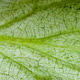Macro Close Up of a Green Leaf Background Showing Veins and Natural Texture Macro Close Up of a Green Leaf Background Showing Veins and Natural Texture - PhotoDune Item for Sale