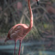 Flamingo in Mangrove Wetlands, Panama Canal Region Flamingo in Mangrove Wetlands, Panama Canal Region - PhotoDune Item for Sale