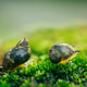 Snail life Snail life - PhotoDune Item for Sale