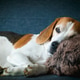 Senior Beagle Dog Resting Peacefully on a Dark Blue Sofa Senior Beagle Dog Resting Peacefully on a Dark Blue Sofa - PhotoDune Item for Sale