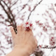 hand with almond blossoms blooming in spring closeup hand with almond blossoms blooming in spring closeup - PhotoDune Item for Sale