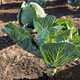 Growing young white cabbage close-up. Side view. Formation of a head of leaves. The theme of farming Growing young white cabbage close-up. Side view. Formation of a head of leaves. The theme of farming - PhotoDune Item for Sale