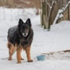 Chained Guard Dog Watching Winter Yard Chained Guard Dog Watching Winter Yard - PhotoDune Item for Sale