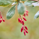 Close-up of berberis branch with ripe red berries in natural soft light Close-up of berberis branch with ripe red berries in natural soft light - PhotoDune Item for Sale