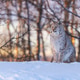 Lynx in Snowy Scandinavian Landscape Lynx in Snowy Scandinavian Landscape - PhotoDune Item for Sale