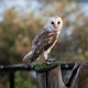 Barn Owl Perched, Staring Directly Camera Barn Owl Perched, Staring Directly Camera - PhotoDune Item for Sale