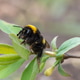 Striped honey bee collecting nectar from flowers, close-up. Natural honey Striped honey bee collecting nectar from flowers, close-up. Natural honey - PhotoDune Item for Sale
