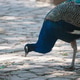Detailed Close-up of a Male Peacock Pecking for Food Detailed Close-up of a Male Peacock Pecking for Food - PhotoDune Item for Sale