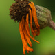 Dying flower Dying flower - PhotoDune Item for Sale
