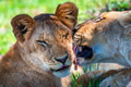 Lioness demonstrates tendeness by licking a lion Lioness demonstrates tendeness by licking a lion - PhotoDune Item for Sale