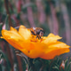 Bee on flower closeup Bee on flower closeup - PhotoDune Item for Sale