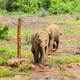 Walking Baby Elephants in Nairobi, Kenya Walking Baby Elephants in Nairobi, Kenya - PhotoDune Item for Sale