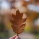 Female hand holding autumn oak leaf, abstract autumn background Female hand holding autumn oak leaf, abstract autumn background - PhotoDune Item for Sale