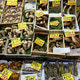 Food market in Japan. Mushrooms and vegetable stall Food market in Japan. Mushrooms and vegetable stall - PhotoDune Item for Sale