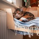 Domestic calico cat lying on shelf on soft plaid, chilling near heater at home. Heating season Domestic calico cat lying on shelf on soft plaid, chilling near heater at home. Heating season - PhotoDune Item for Sale