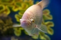 Close up Gourami or Trichogaster trichopterus Close up Gourami or Trichogaster trichopterus - PhotoDune Item for Sale