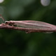 Antlion with green background Antlion with green background - PhotoDune Item for Sale