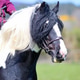 Piebald Pony Piebald Pony - PhotoDune Item for Sale