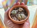Mutant lithops Mutant lithops - PhotoDune Item for Sale