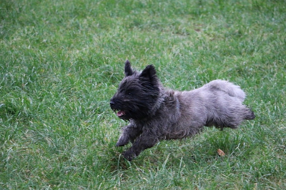 Terrier Types Of Dogs That Start With H Dog Breeds Grey Cairn