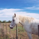 The Camargue horse. The Camargue horse. - PhotoDune Item for Sale