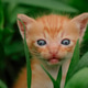 kitten on the grass kitten on the grass - PhotoDune Item for Sale