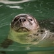 Sea lion enjoying swim in the water Sea lion enjoying swim in the water - PhotoDune Item for Sale