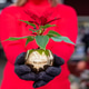 Woman holding poinsettia plant as holiday gift Woman holding poinsettia plant as holiday gift - PhotoDune Item for Sale