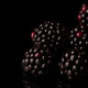 Blackberry Blackberry - PhotoDune Item for Sale