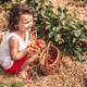 Harvesting in a strawberry field, ripe sweet berries, hot summer day, little girl picking berries Harvesting in a strawberry field, ripe sweet berries, hot summer day, little girl picking berries - PhotoDune Item for Sale