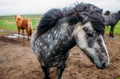 Beautiful Icelandic horses roaming in northern meadow Beautiful Icelandic horses roaming in northern meadow - PhotoDune Item for Sale