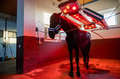 View of horse under light therapy in solarium View of horse under light therapy in solarium - PhotoDune Item for Sale