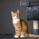 Ginger domestic playful cat sitting on cat tower. Pet house, tree with scratching posts. Ginger domestic playful cat sitting on cat tower. Pet house, tree with scratching posts. - PhotoDune Item for Sale