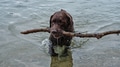 A Labrador retriever carries a long branch from the lake A Labrador retriever carries a long branch from the lake - PhotoDune Item for Sale