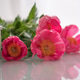 Peonies lie on the white table and are reflected in it. Peonies lie on the white table and are reflected in it. - PhotoDune Item for Sale